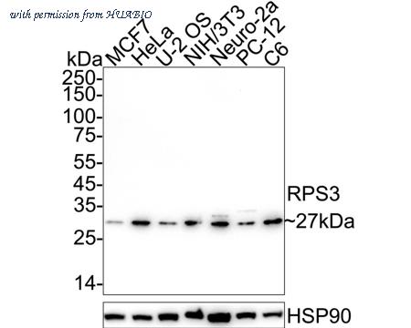 HUABIO ET1601-27 image 1