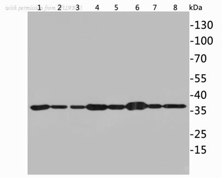 HUABIO ET1601-4-50UL image 2