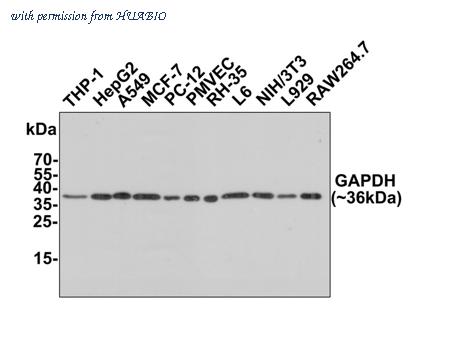 HUABIO ET1601-4-50UL image 3