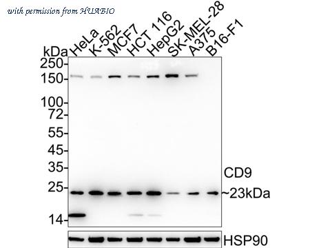 HUABIO ET1601-9-50UL image 1