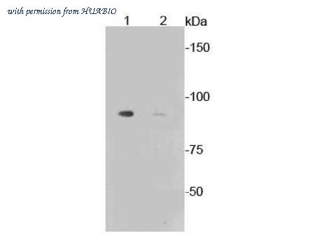 HUABIO ET1602-13 image 3