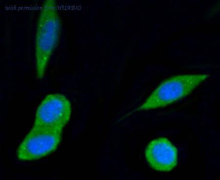 HUABIO ET1602-27 image 3