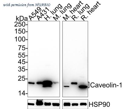 HUABIO ET1603-1 image 2