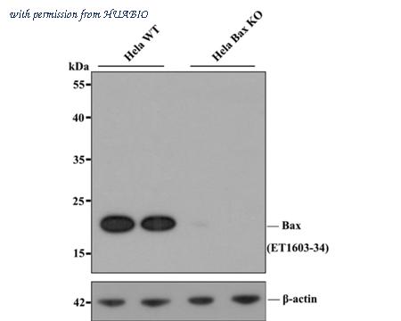 HUABIO ET1603-34 image 2