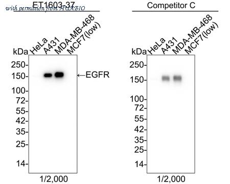 HUABIO ET1603-37 image 1