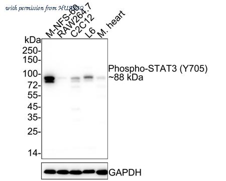 HUABIO ET1603-40 image 3