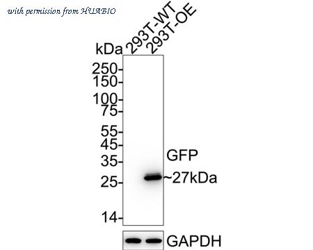 HUABIO ET1604-25 image 1
