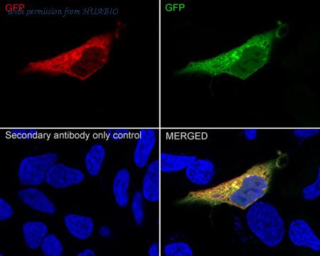 HUABIO ET1604-25 image 2