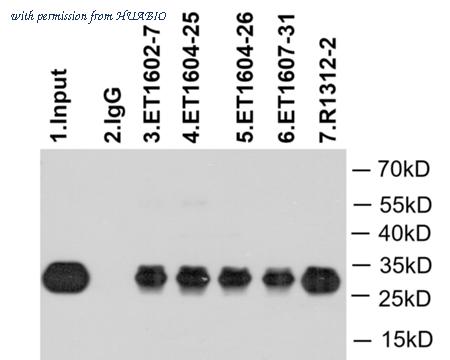 HUABIO ET1604-26 image 2