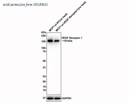 HUABIO ET1605-11-50UL image 2