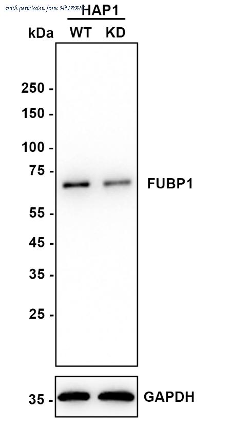 HUABIO ET1605-26 image 1