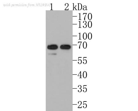HUABIO ET1605-26 image 2