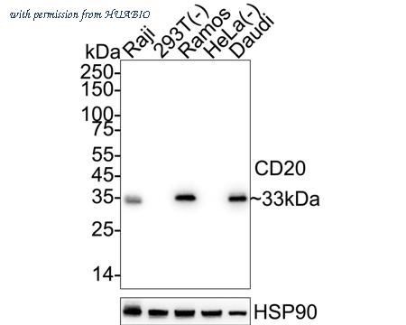 HUABIO ET1605-33 image 1