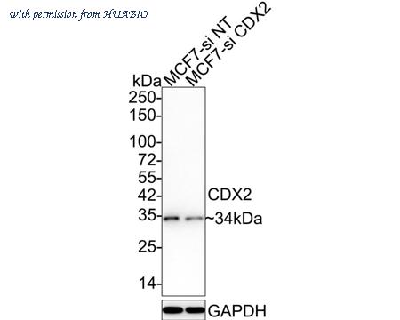 HUABIO ET1605-4 image 2