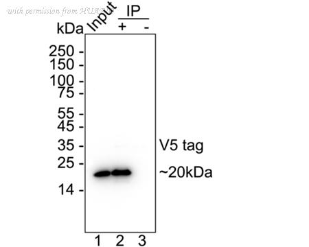 HUABIO ET1605-41-50UL image 3