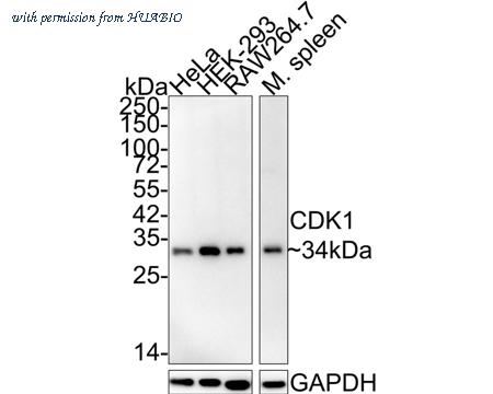 HUABIO ET1605-54 image 1