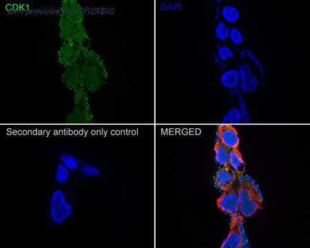 HUABIO ET1605-54 image 2