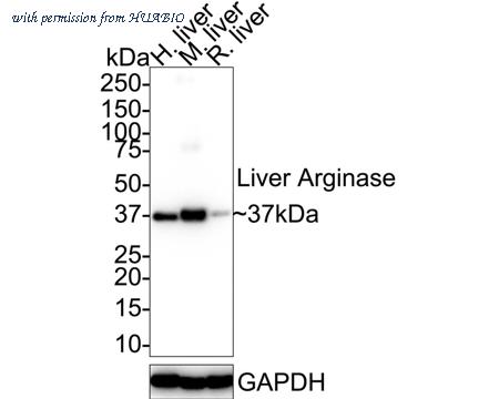 HUABIO ET1605-8 image 1
