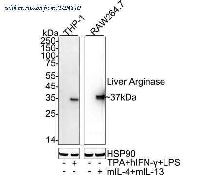 HUABIO ET1605-8 image 2