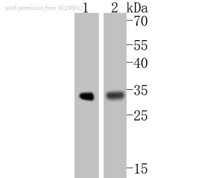 HUABIO ET1606-17 image 2