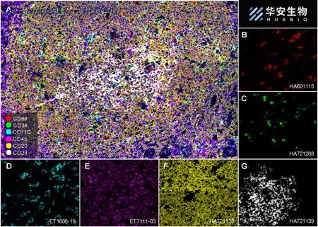 HUABIO ET1606-19 image 2