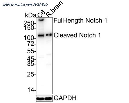 HUABIO ET1606-55-50UL image 1