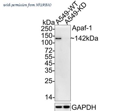HUABIO ET1607-12 image 1