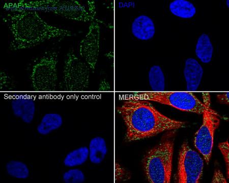 HUABIO ET1607-12 image 2