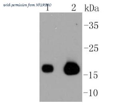HUABIO ET1607-16 image 1