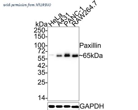 HUABIO ET1607-22 image 1