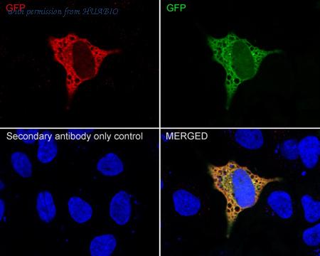 HUABIO ET1607-31 image 3