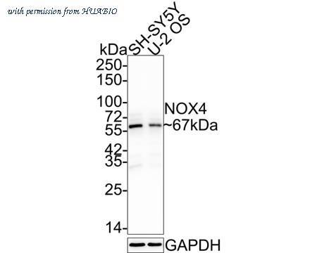 HUABIO ET1607-4-50UL image 1