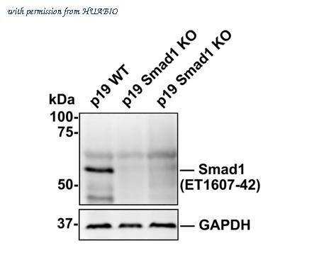 HUABIO ET1607-42 image 1