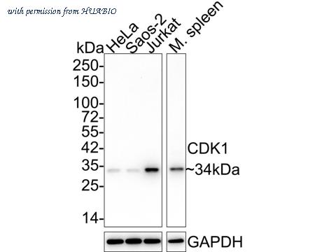 HUABIO ET1607-51 image 1