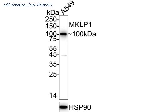 HUABIO ET1607-63 image 1