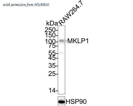 HUABIO ET1607-63 image 2
