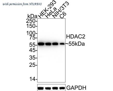HUABIO ET1607-78 image 2