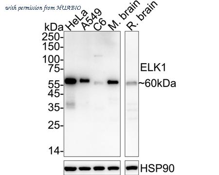 HUABIO ET1608-19 image 1