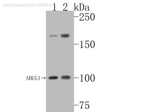 HUABIO ET1608-20 image 1