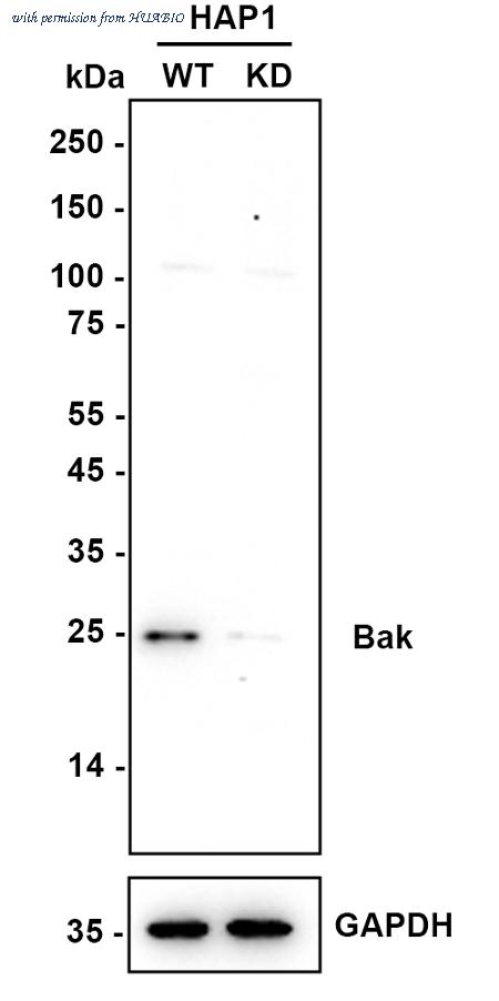 HUABIO ET1608-21 image 2