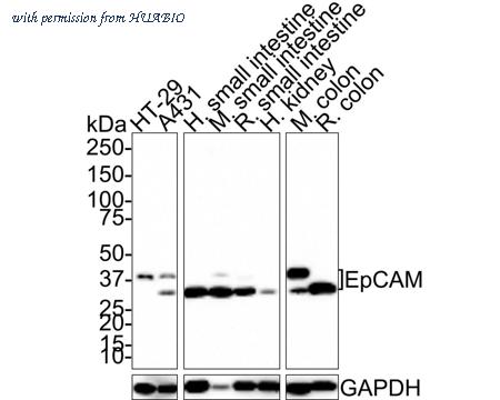 HUABIO ET1608-26 image 1