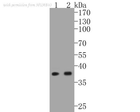 HUABIO ET1608-26 image 2