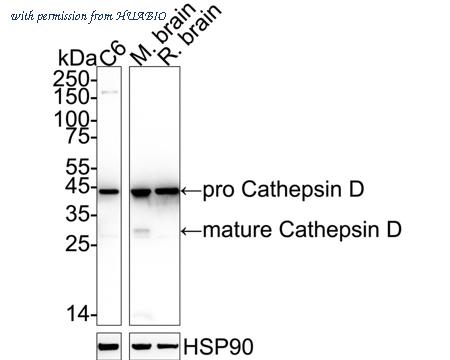 HUABIO ET1608-49-50UL image 2