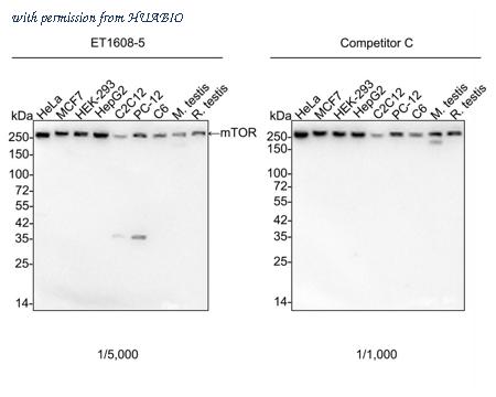 HUABIO ET1608-5 image 1
