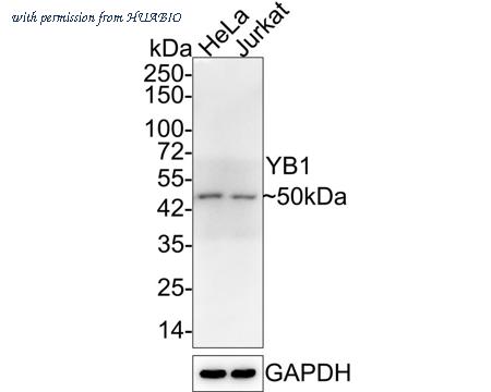 HUABIO ET1609-10 image 1