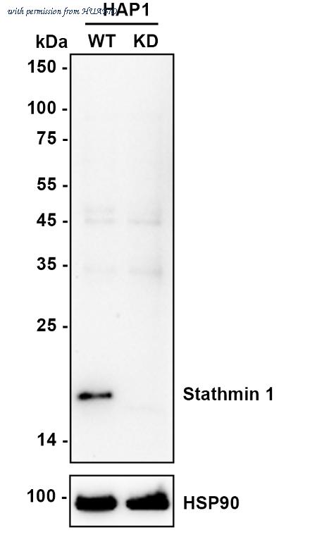 HUABIO ET1609-20 image 2