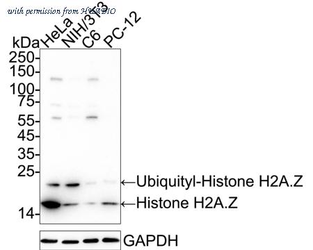 HUABIO ET1609-23 image 1