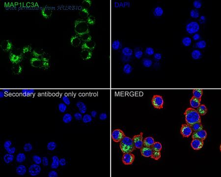HUABIO ET1609-26 image 3