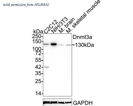 HUABIO ET1609-31 image 1