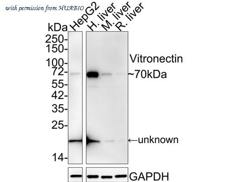 HUABIO ET1609-39 image 1